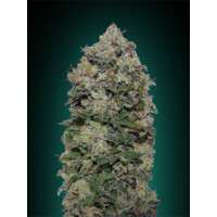 Read Ice cannabis seeds Reviews